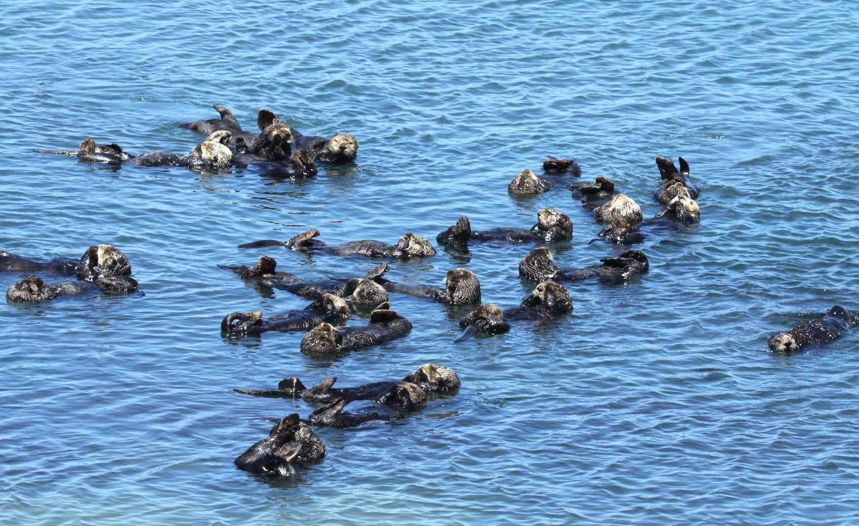 group-of-otters-moss-landing-california-photo-by-lilian-carswell-u.s.-fish-and-wildlife-service_1.jpg