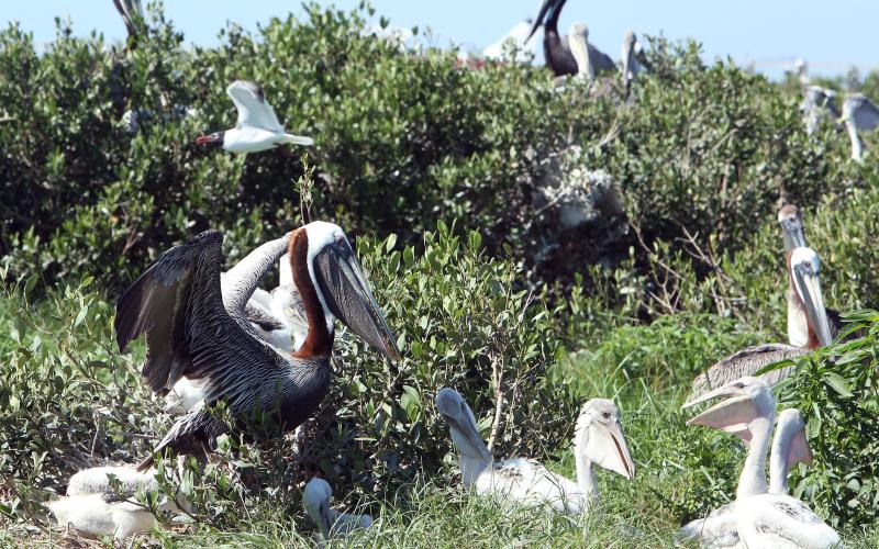 Brown pelicans nesting in mangroves on North Breton Island