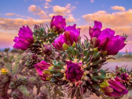 Purple flowers on a cactus