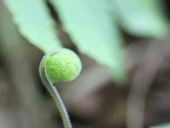 Photo of young kupukupu fern. Kupu means to grow, increase.