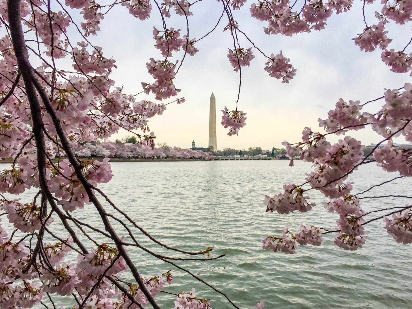 Bloom Watch - Cherry Blossom Festival (U.S. National Park Service)