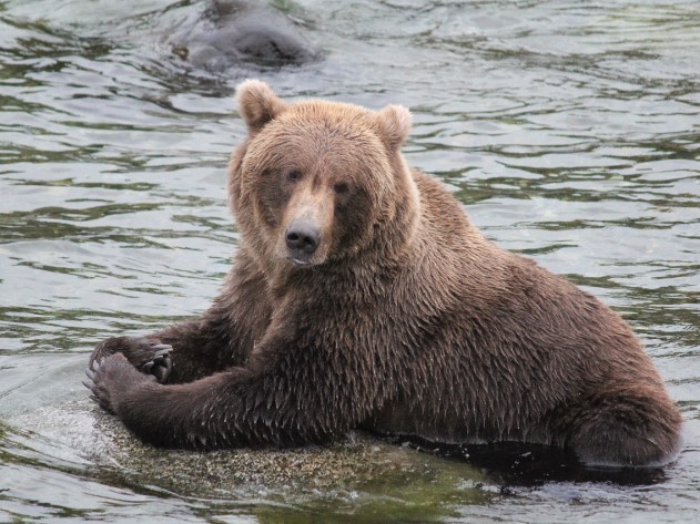 Fat Bear Week 2023 - Katmai National Park & Preserve (U.S. National Park  Service)