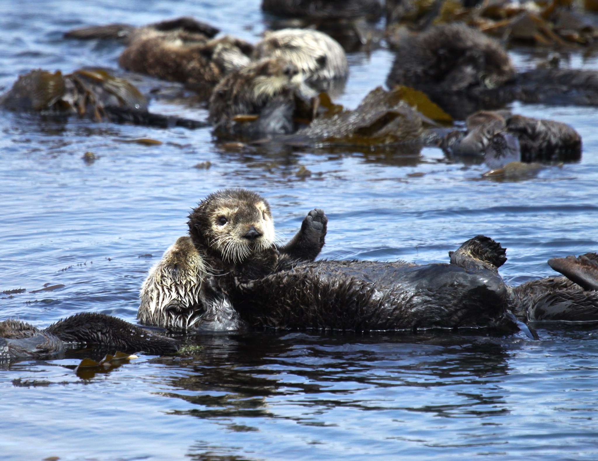 Sea Otter l Delightful Marine Mammal - Our Breathing Planet