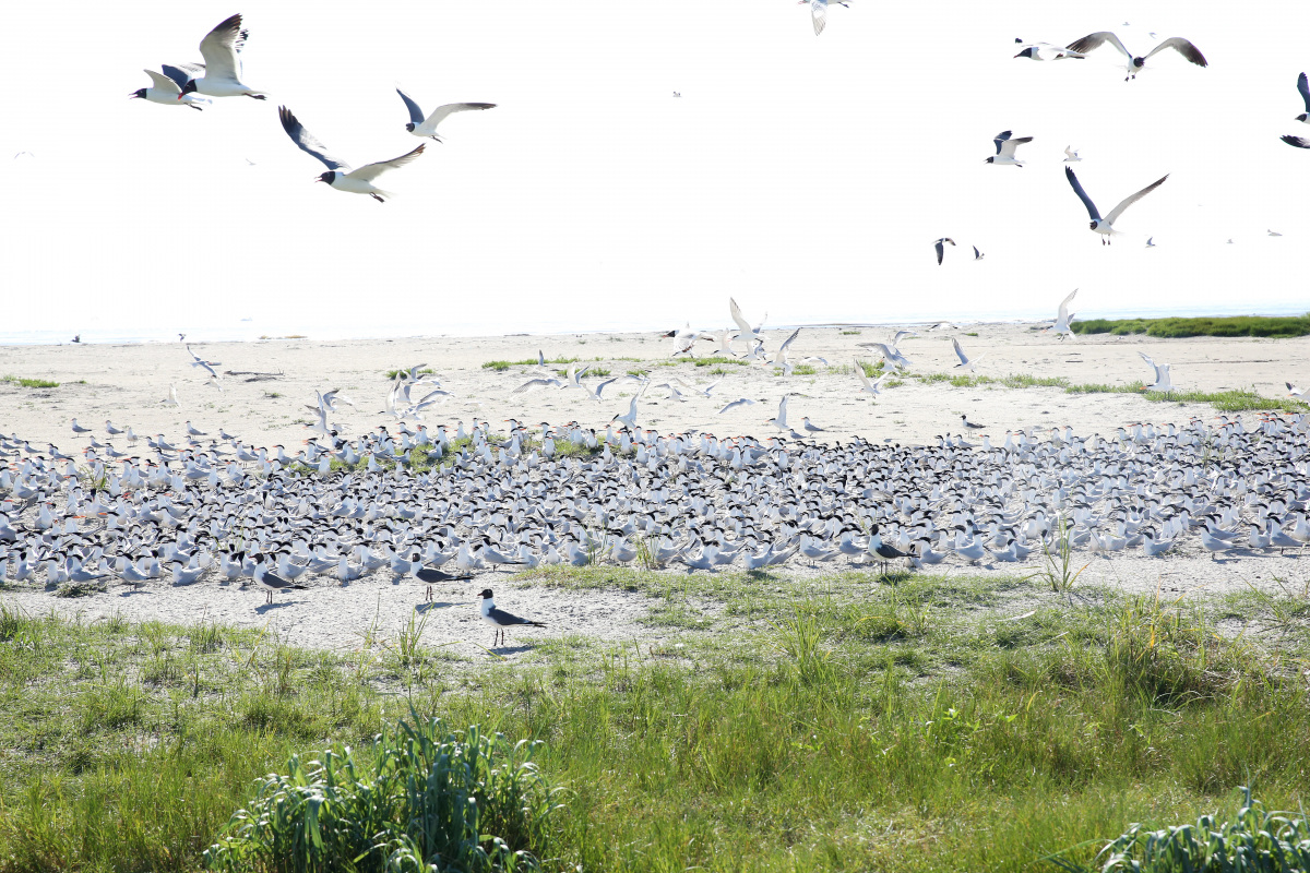 breton-nwr-usfws-photo-shorebirds.jpg
