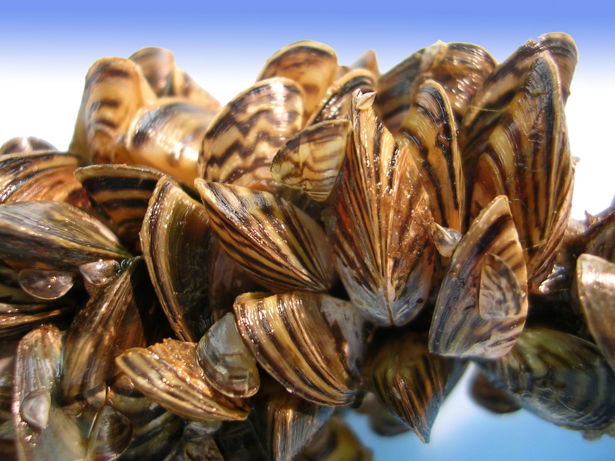 invasive_mussels.jpg