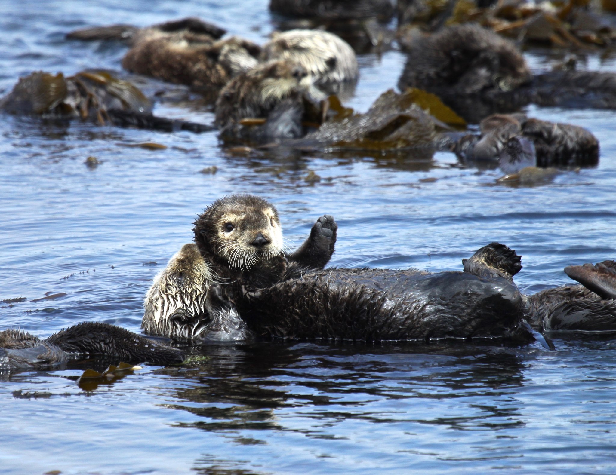 12 Facts About Otters for Sea Otter Awareness Week | U.S. Department of ...