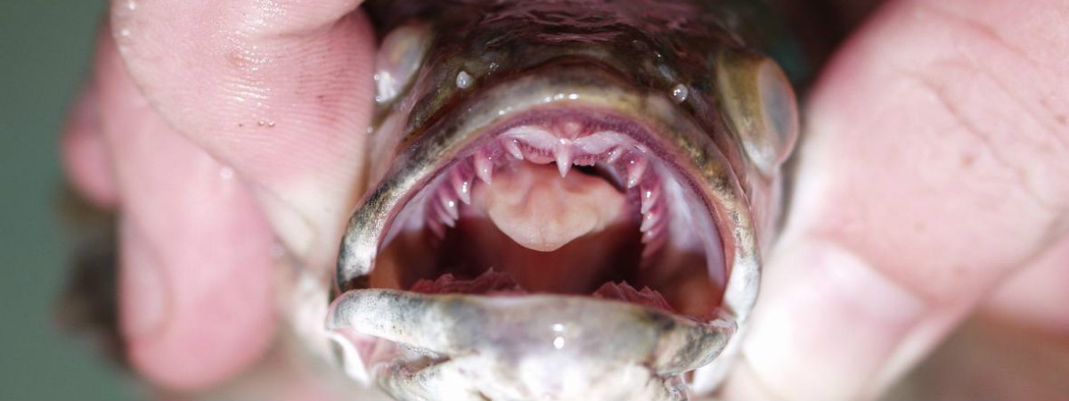 Snakeheads: A Horror Story | U.S. Department of the Interior