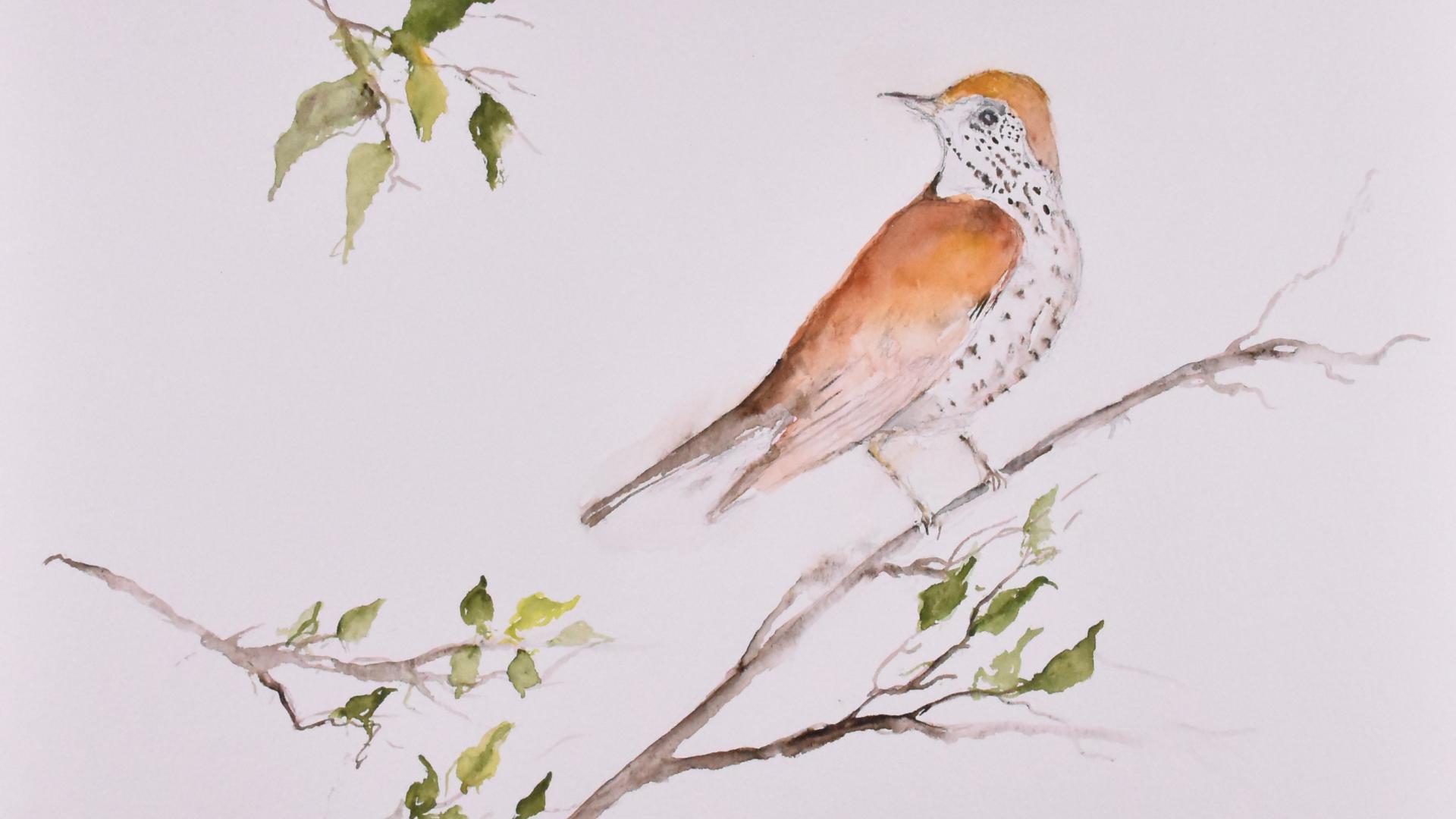 Watercolor painting of a wood thrush sitting on a branch with green leaves against a white background.