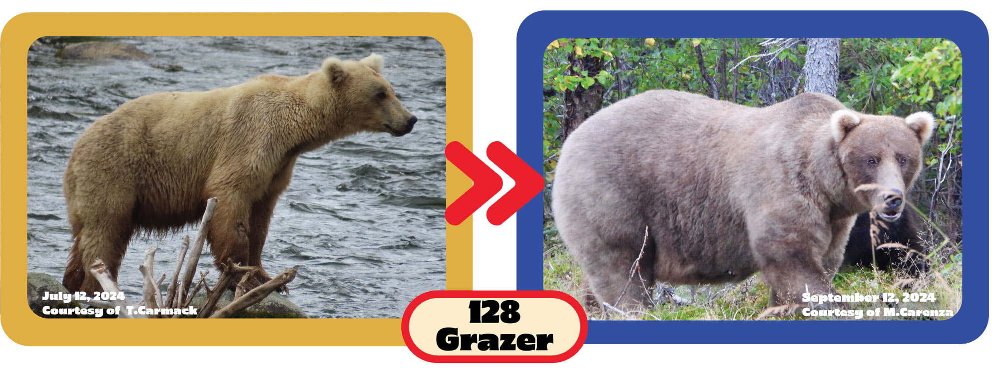 side by side comparison of a bear in July vs. September, gaining a considerable amount of weight. 