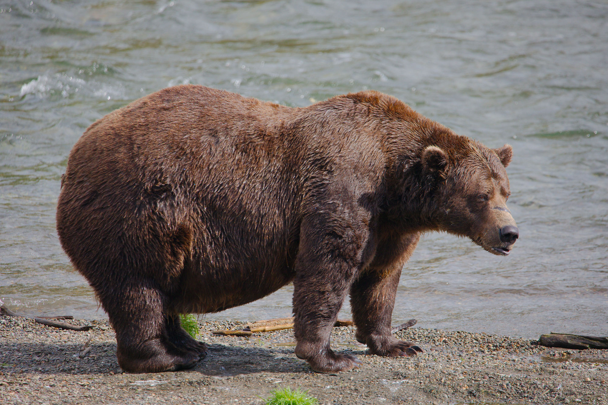 Chunk is a large adult male brown bear with narrowly-set eyes, dark brown fur, a prominent brow ridge, and a distinctive scar across his muzzle.