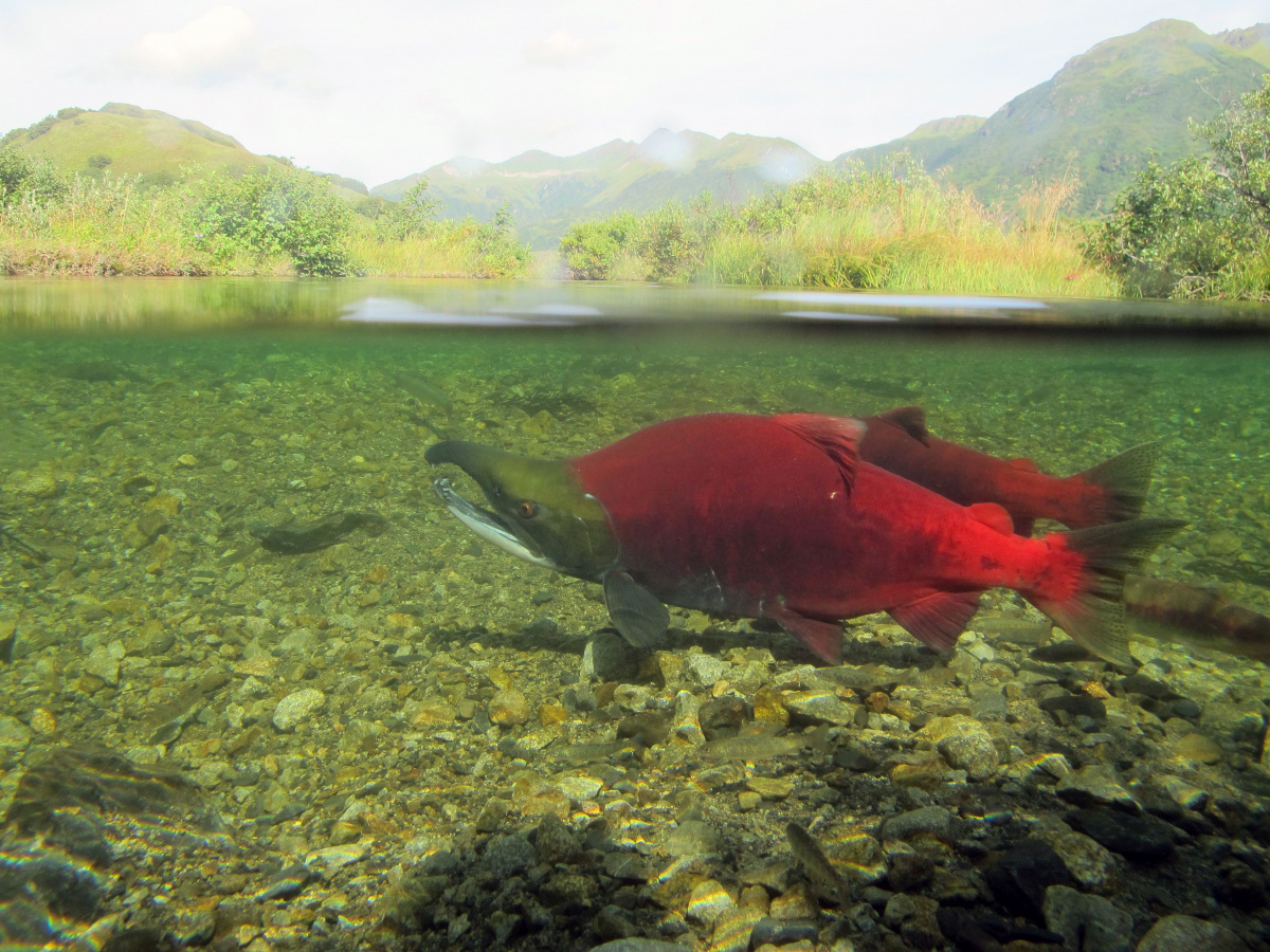 Red tinted fish swimming underwater. 