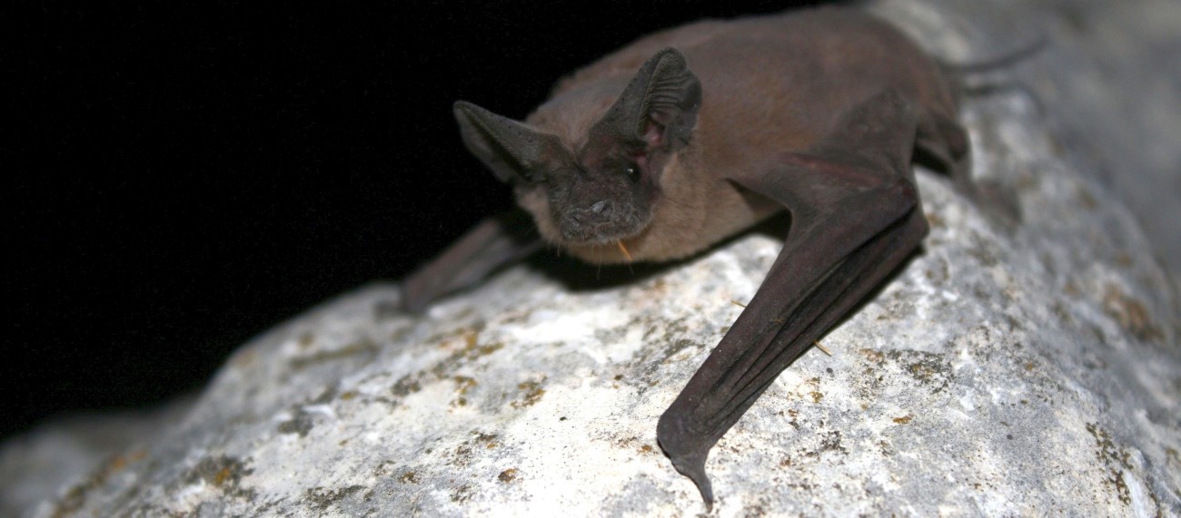 Migratory bat perched on a rock. 