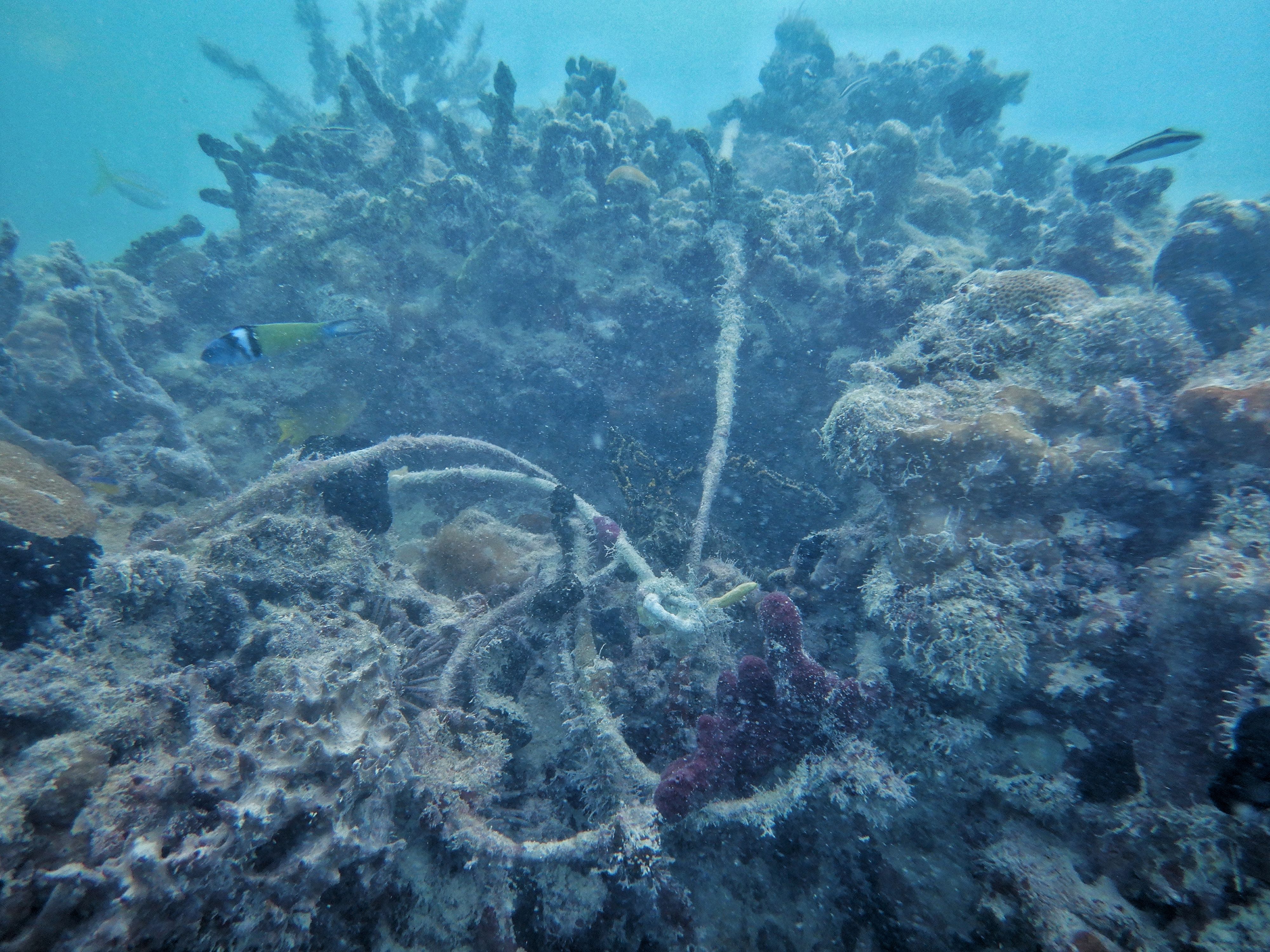 Underwater coral reef with rope and other debris