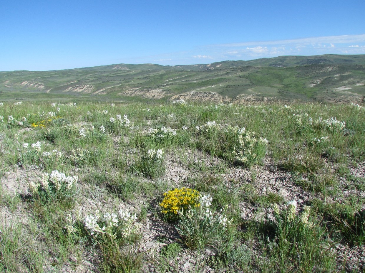 Rolling hills covered in silvery-green vegetation with yellow and white blooms 