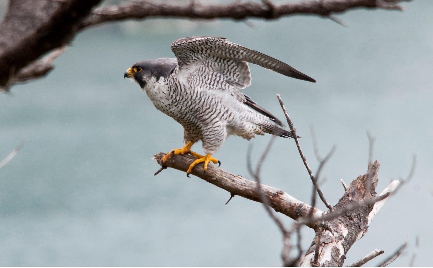 A peregrine falcon readies its wings while standing on a tree branch