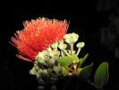 Close up of a lehua, a red flower.