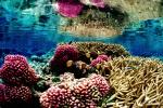 Brightly colored coral reef ecosystem at Palmyra Atoll National Wildlife Refuge.