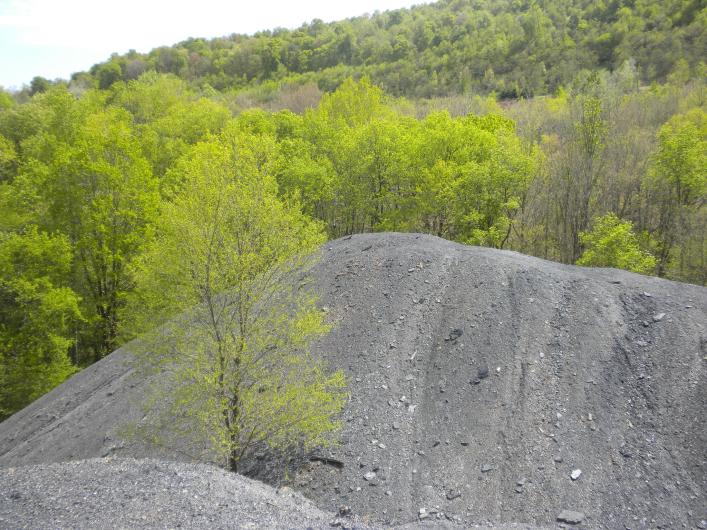 Pile of debris in a wooded area.