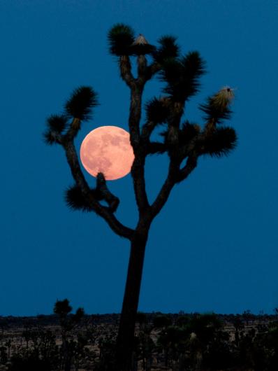 Silhouette of a tree in front of a full moon at Joshua Tree National Park. 