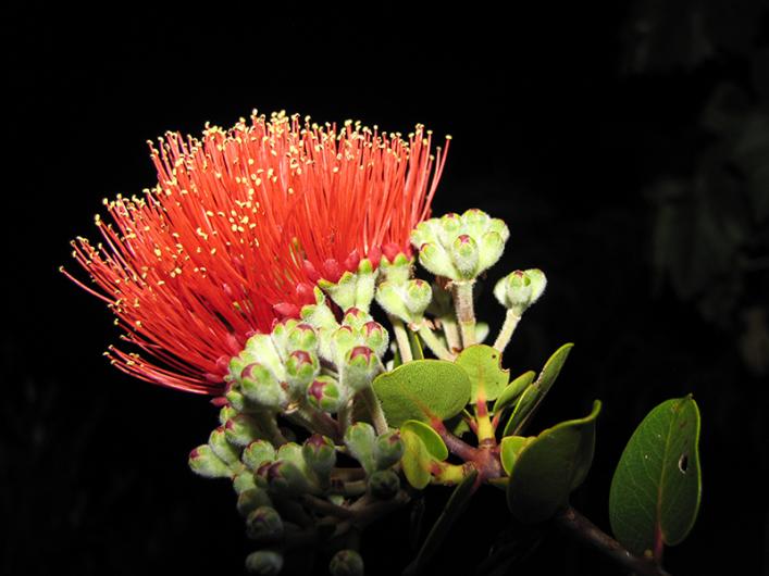 Close up of a lehua, a red flower.