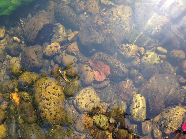 Small snails on a river bed.