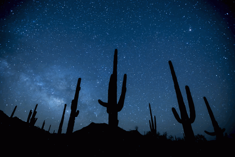 Silhouettes of cacti in front of a starry sky.