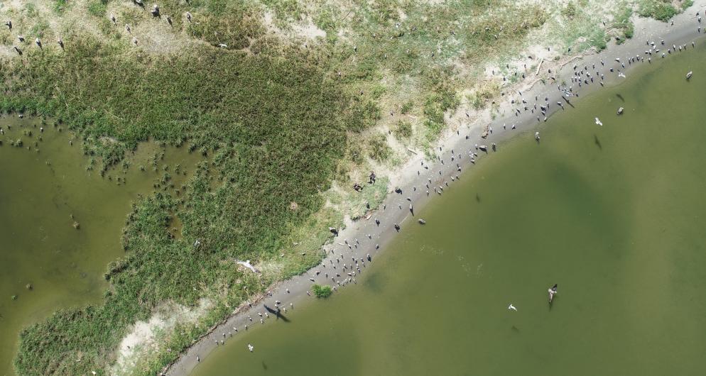 Brown pelicans on Norht Breton Island beach