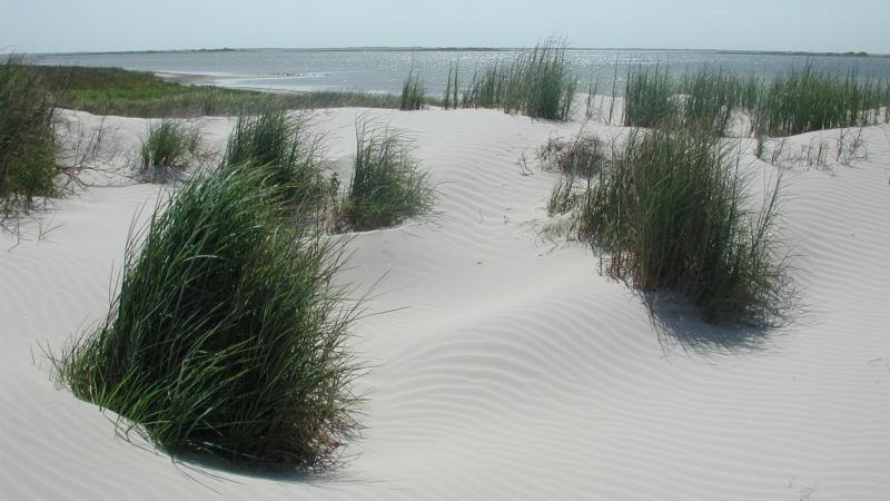 Grasses on Laguna Madre Dunes