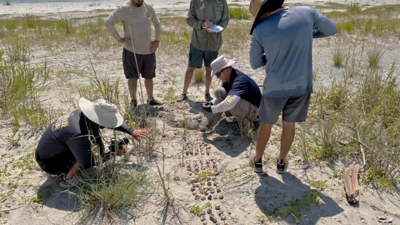 Biologists gather around a nest of hatched sea turtles