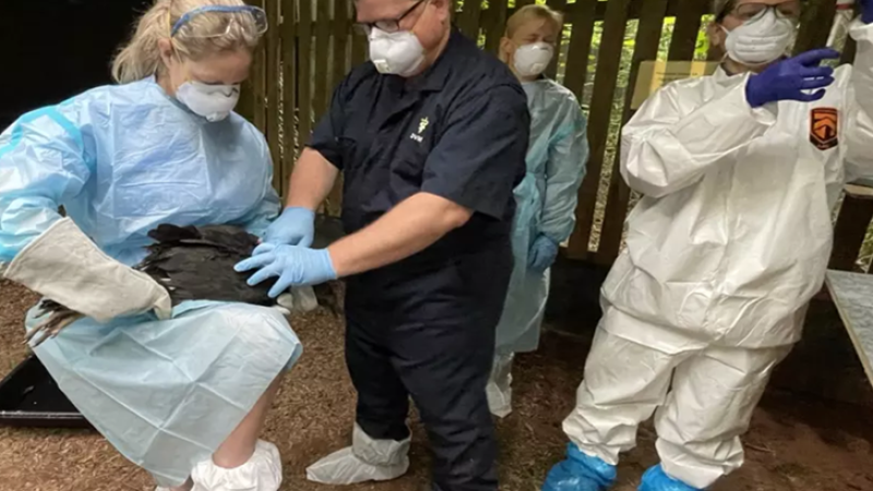 Two people hold a black bird while a third person fills a needle with medication.