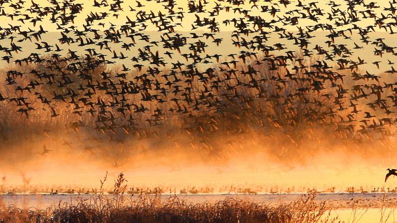 A large number of birds flying against an orange sky with water in the foreground