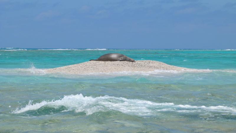 Monk Seal at French Frigate Shoals