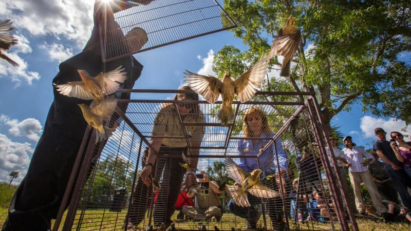 USFW LE release captured birds