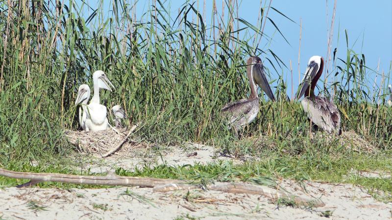 Pelicans nesting on North Breton island