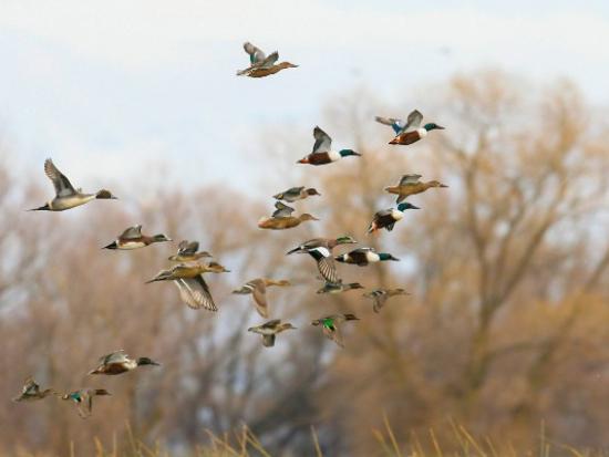 Ducks fly past trees and brush