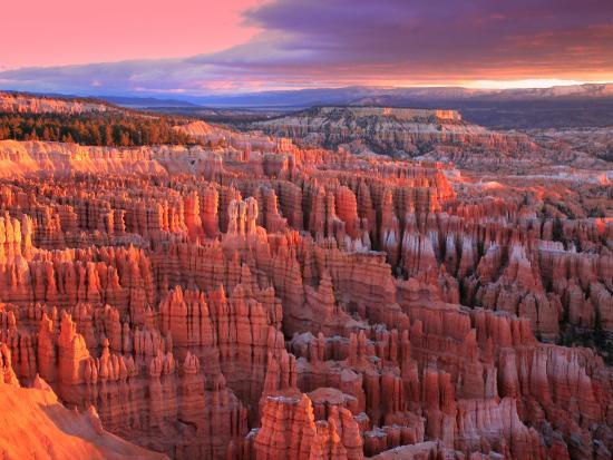 A landscape of orange rock formations standing in rows and clusters on a sloping hillside.