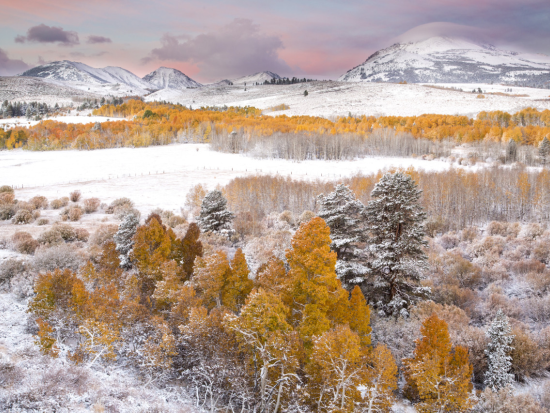 Snow-covered hills and orange trees create a spectacular scene at Conway Summit ACEC. 