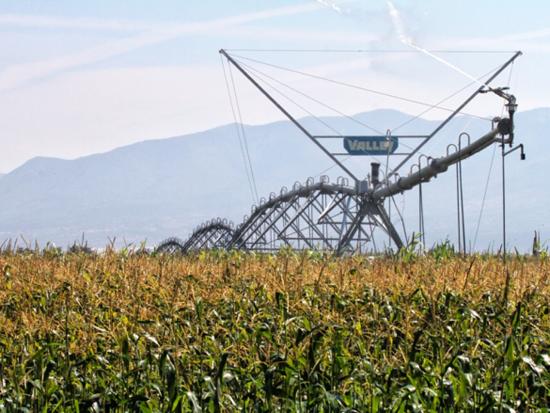 A center pivot irrigation system irrigating a field of corn.