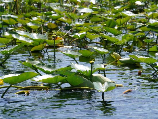 A large group of green lilly pads in a wetland.