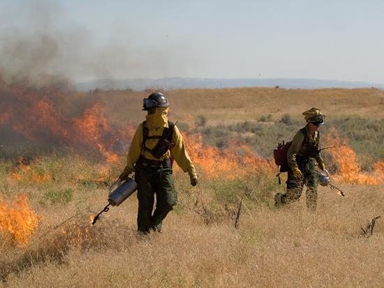 Two wildland firefighters wearing wildland fire gear use drip torches for a prescribed burn. 