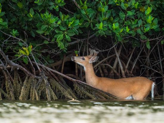 A Key deer buck feeding on red mangrove leaves in the refuge.