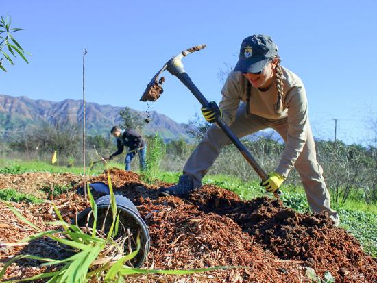 A woman swings a pickaxe in preparation to plant native vegetation