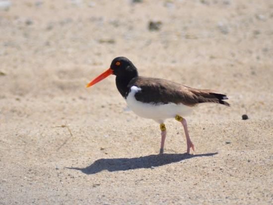 American oyster catcher on beach