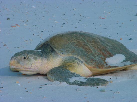 Adult Kemp's ridley sea turtle on beach