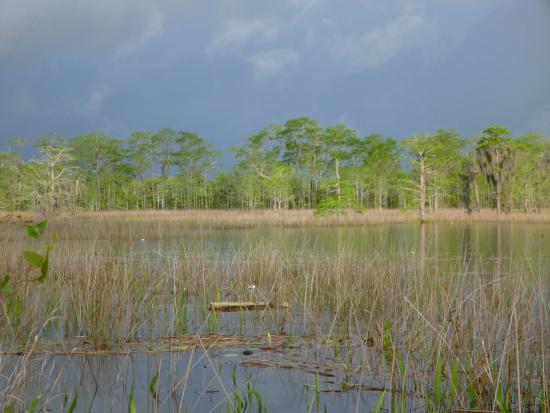 Freshwater marsh ringed by pine trees