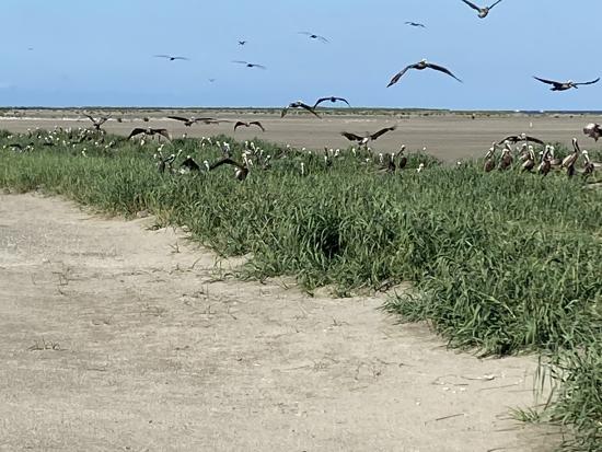 Brown pelicans nesting in grasses