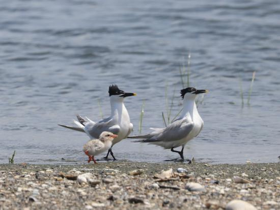 Royal tern pair walk on beach with chick