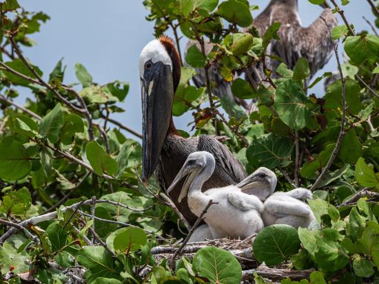 brown pelican with nestlings Egmont Key NWR A Arrow