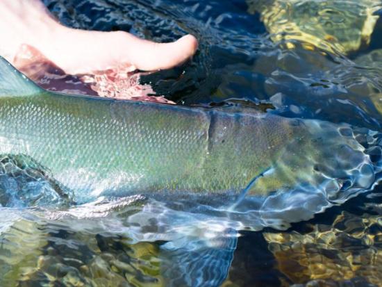 $240M For Fish Hatcheries To Aid Pacific NW Tribes | Mirage News