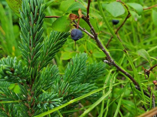 Blueberry on blueberry bush